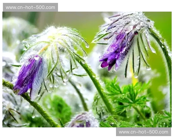 温哥华白帽的白色魅力：在河谷寻觅自然的馈赠